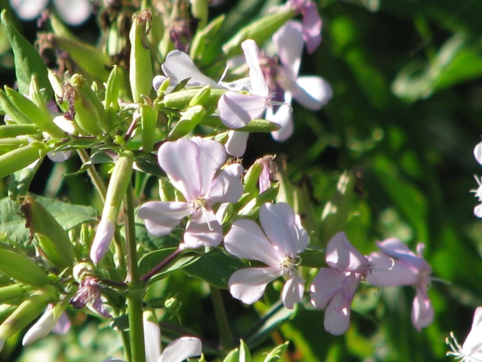 Saponaria officinalis image