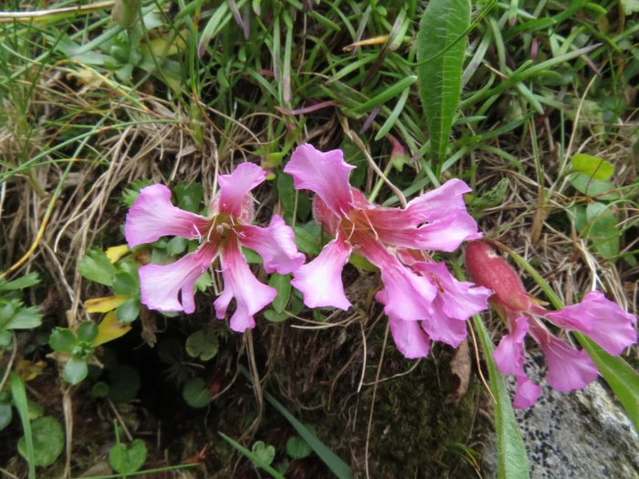 Saponaria pumila image