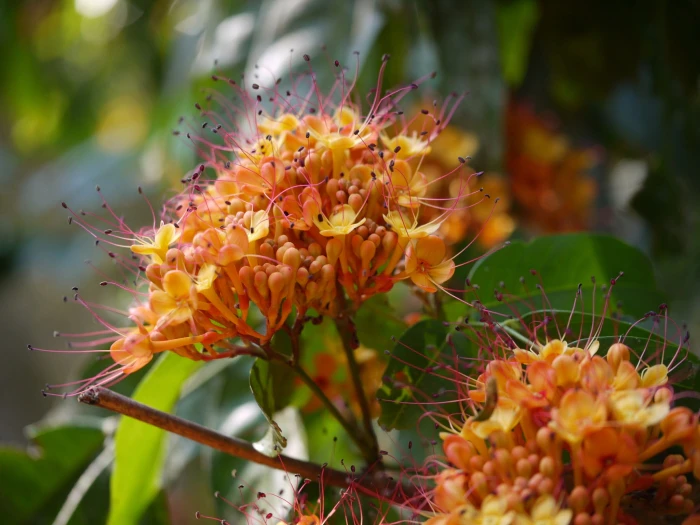 Saraca asoca image