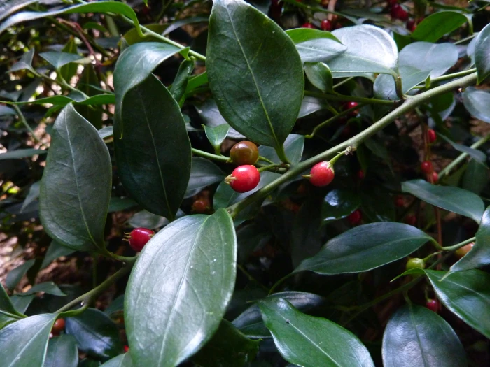 Sarcococca ruscifolia image