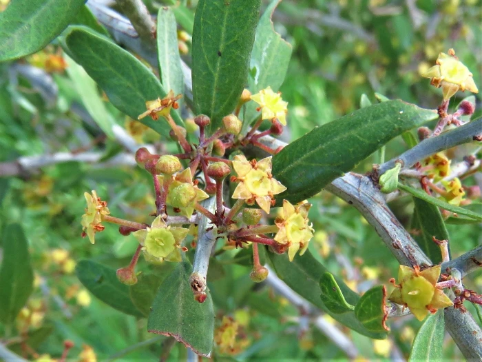 Ziziphus obtusifolia image