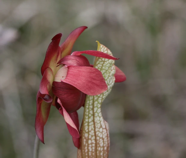 Sarracenia leucophylla image
