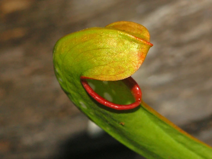 Sarracenia minor image