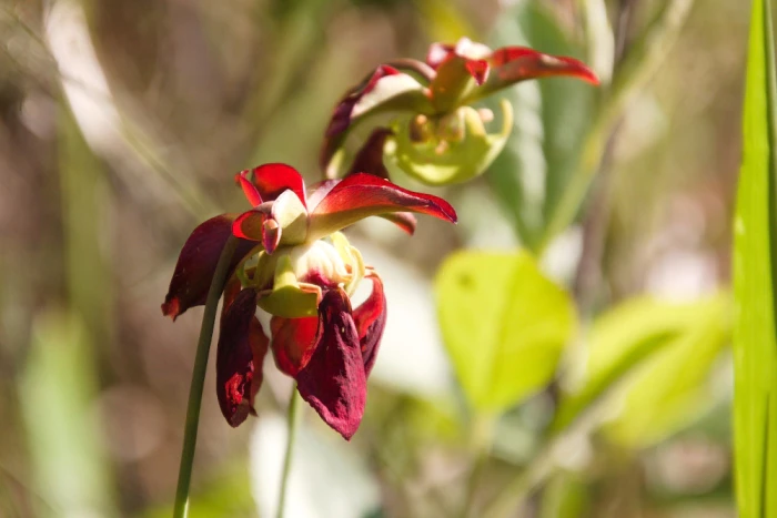 Sarracenia rubra image
