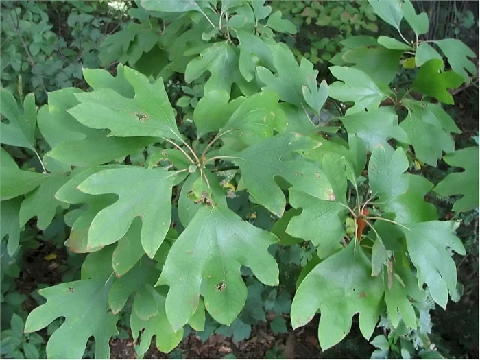 Sassafras albidum image