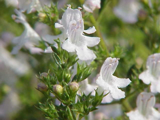 Satureja montana image