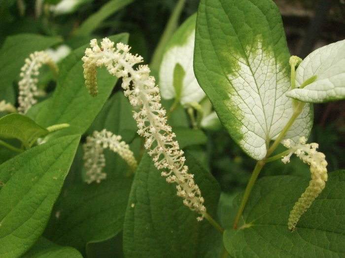 Saururus chinensis image