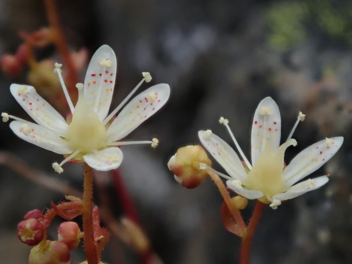 Saxifraga bronchialis image