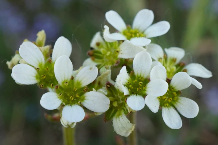 Saxifraga bulbifera image