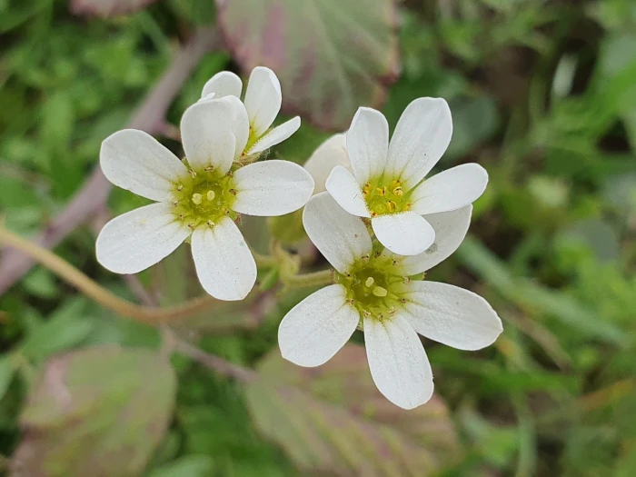Saxifraga carpetana image