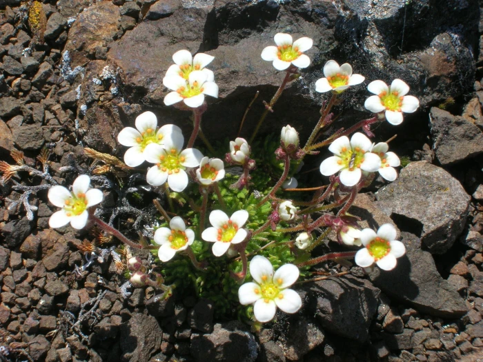 Saxifraga cespitosa image