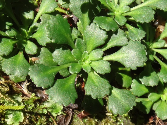 Saxifraga cuneifolia image