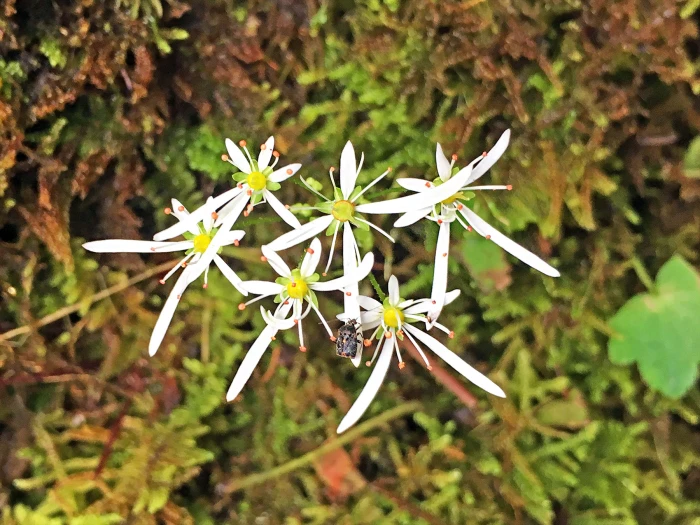 Saxifraga fortunei image