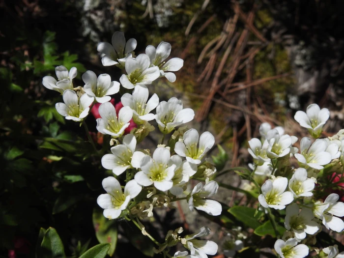 Saxifraga geranioides image