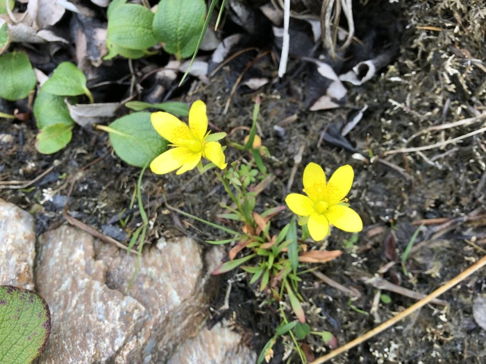 Saxifraga hirculus image