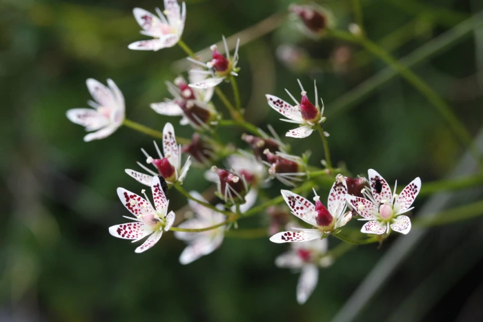 Saxifraga rotundifolia image