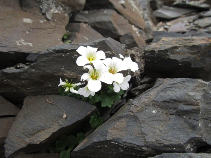 Saxifraga sibirica image