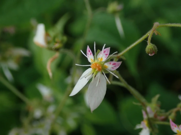 Saxifraga stolonifera image