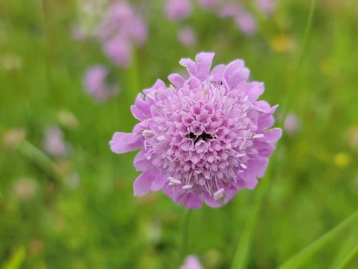 Scabiosa africana image