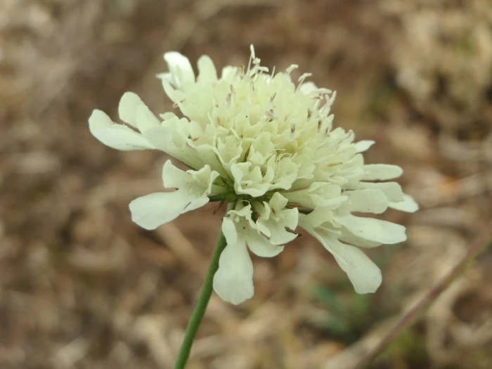 Scabiosa ochroleuca image