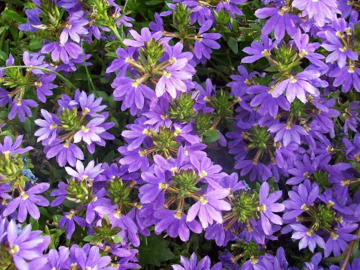 Scaevola aemula image
