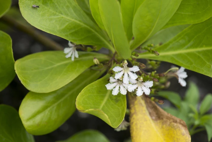 Scaevola sericea image