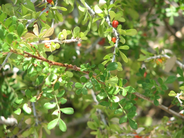 Schaefferia cuneifolia image