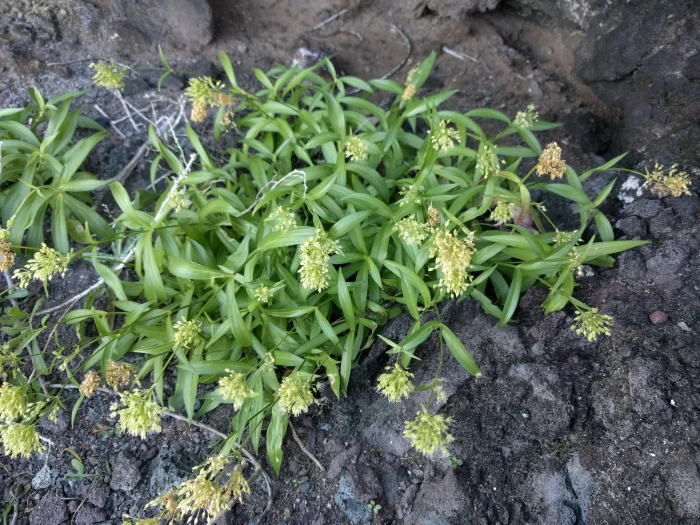Schiedea globosa image