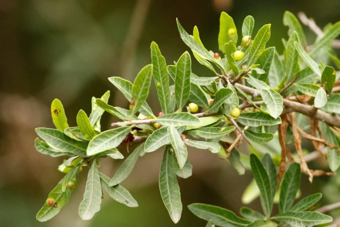Schinus longifolia image