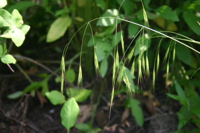 Schizachne purpurascens image