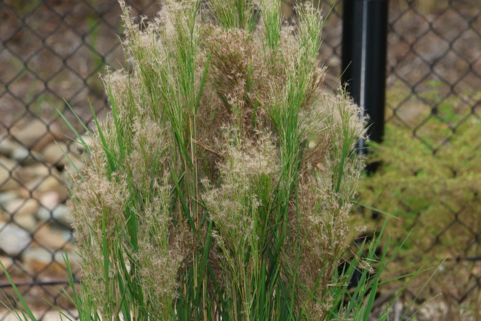 Schizachyrium microstachyum image