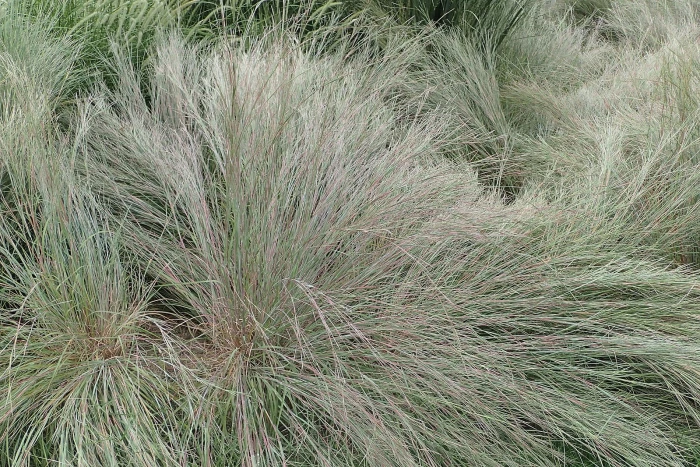 Schizachyrium scoparium image