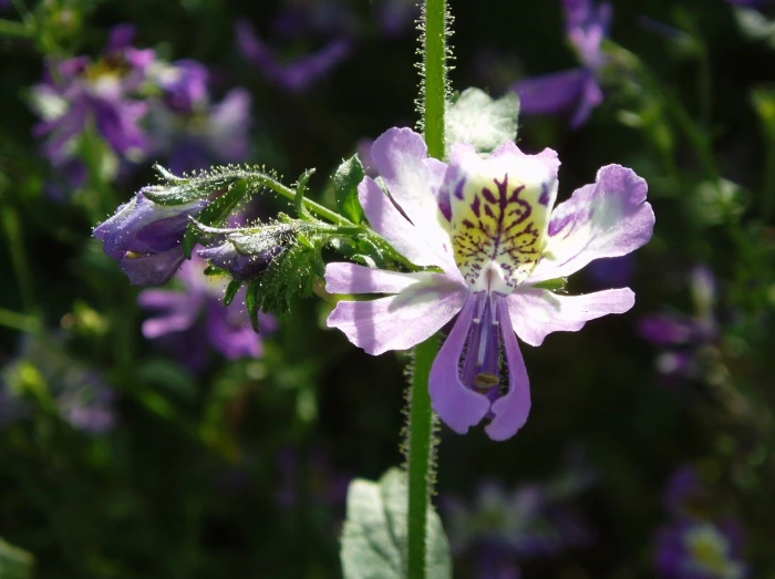 Schizanthus pinnatus image