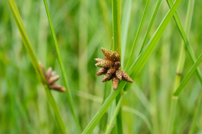 Schoenoplectiella mucronata image