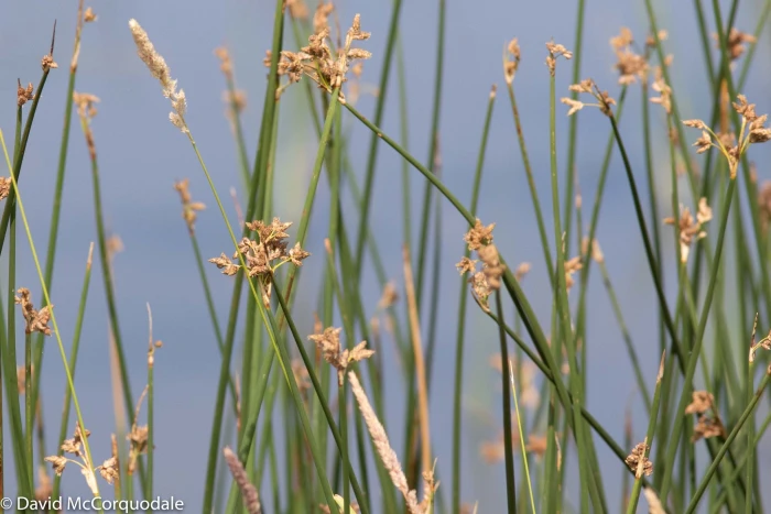 Schoenoplectus acutus image