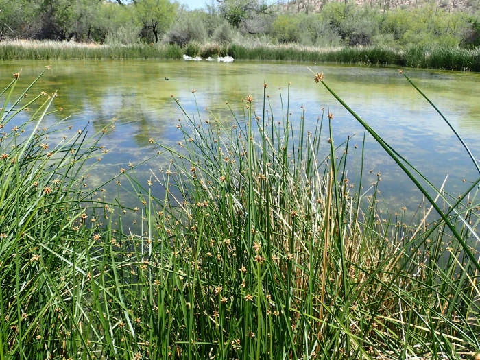 Schoenoplectus americanus image