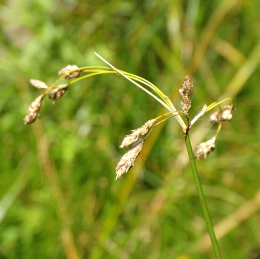 Schoenoplectus heterochaetus image