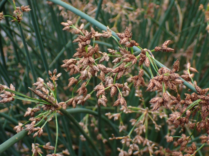 Schoenoplectus lacustris image