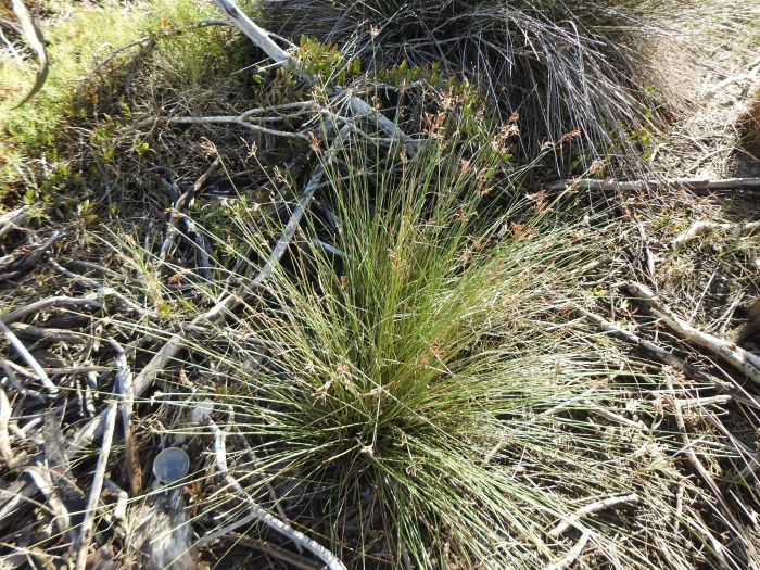 Schoenoplectus litoralis image