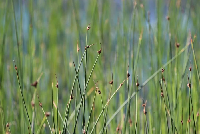 Schoenoplectus pungens image