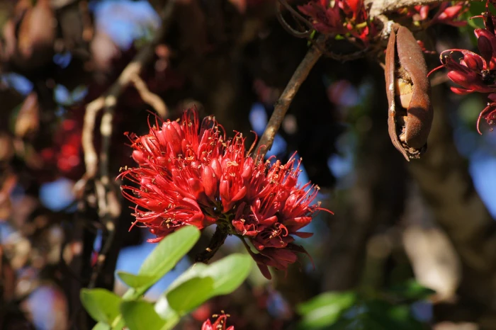 Schotia brachypetala image