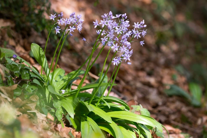 Scilla lilio-hyacinthus image