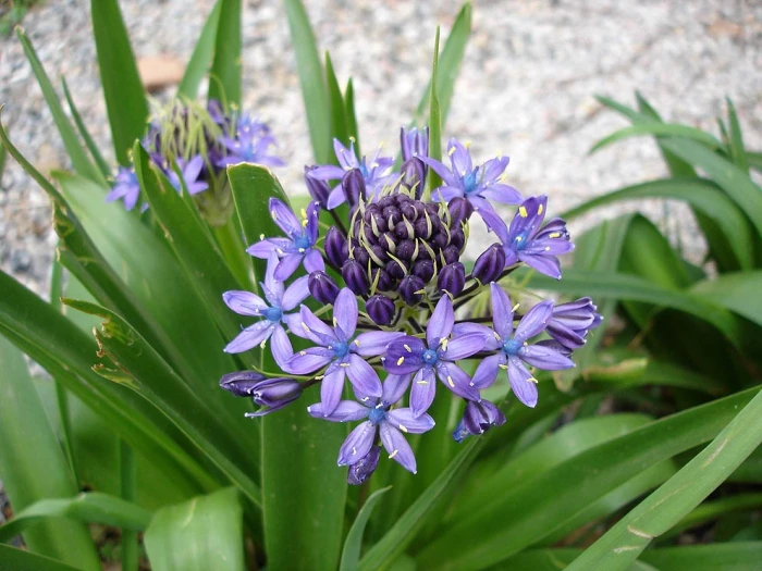 Scilla peruviana image