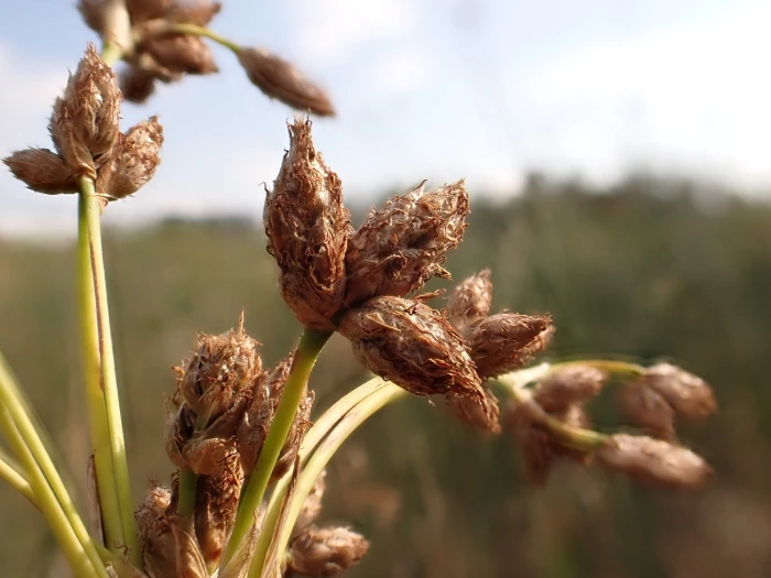 Scirpus acutus image