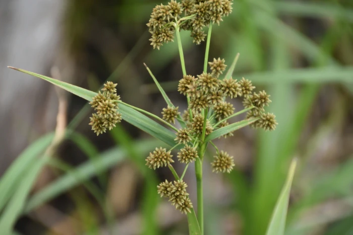 Scirpus atrovirens image