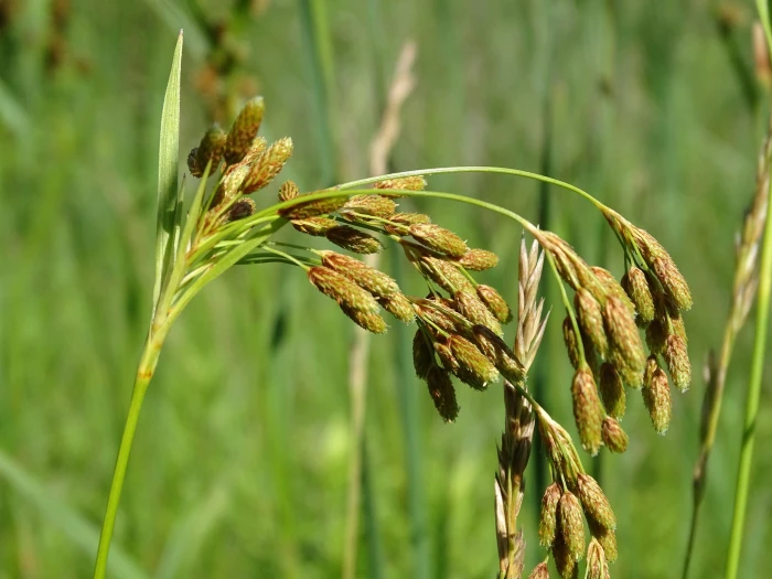 Scirpus pendulus image