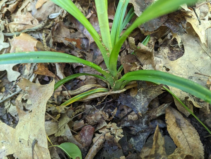 Scirpus polyphyllus image
