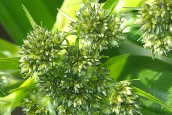 Scirpus sylvaticus image