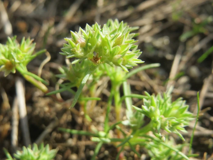 Scleranthus annuus image