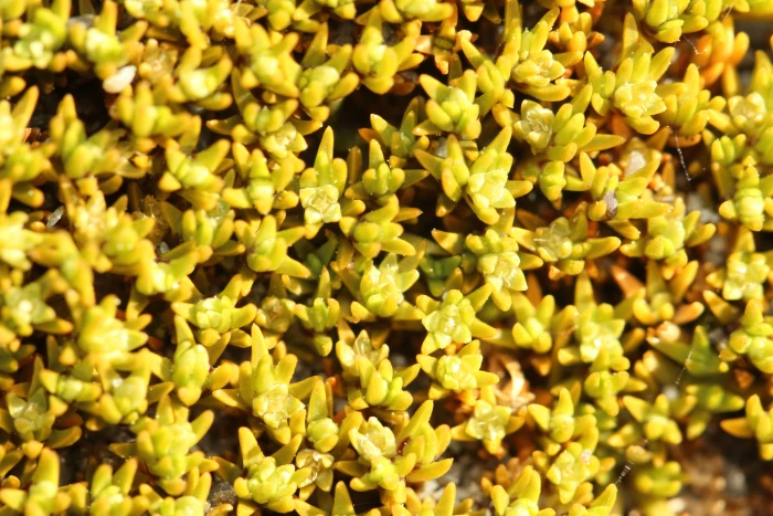 Scleranthus biflorus image